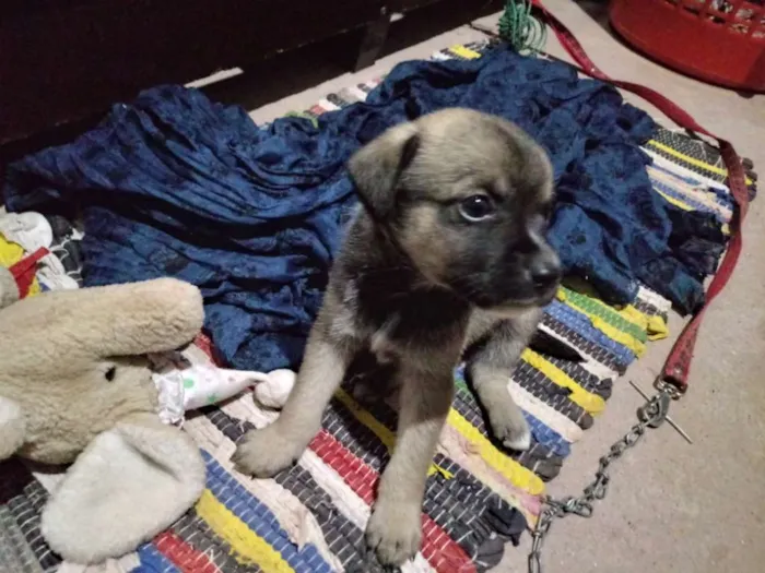 Cachorro ra a Srd idade Abaixo de 2 meses nome Sem nome 