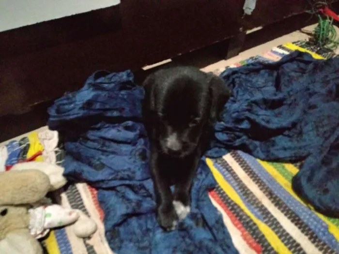 Cachorro ra a Srd idade Abaixo de 2 meses nome Sem nome 