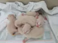 Gatos novos
