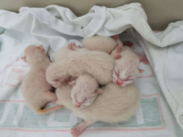 Gato ra a SRD idade Abaixo de 2 meses nome Gatos novos