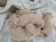 Gatos novos