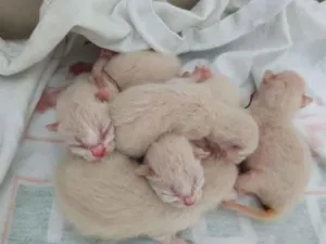 Gato raça SRD idade Abaixo de 2 meses nome Gatos novos