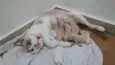 Gatos novos