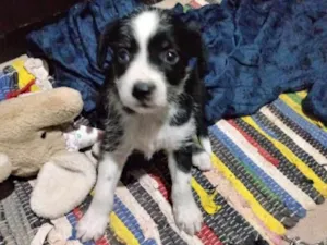 Cachorro raça Srd idade Abaixo de 2 meses nome Sem nome 