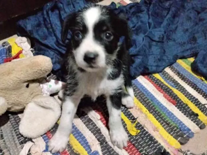 Cachorro ra a Srd idade Abaixo de 2 meses nome Sem nome 