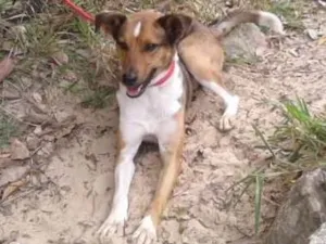 Cachorro raça Srd idade 2 anos nome Bruce