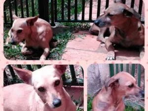 Cachorro raça SRD idade 3 anos nome Raposinha e Rapunzel