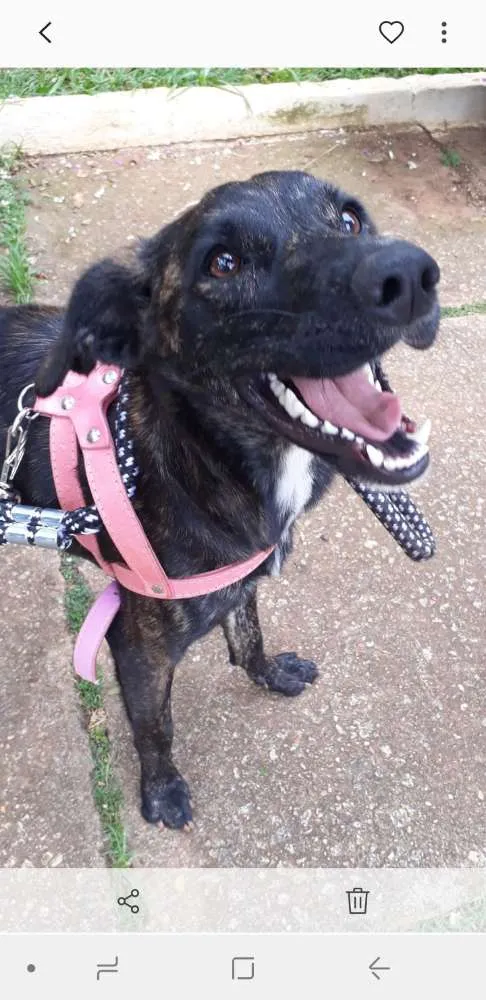 Cachorro raça Srd idade 7 a 11 meses nome Sara