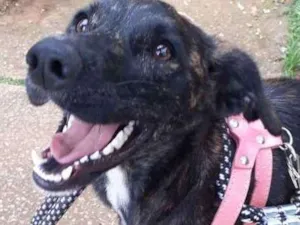 Cachorro raça Srd idade 7 a 11 meses nome Sara