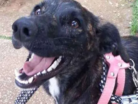 Cachorro raça Srd idade 7 a 11 meses nome Sara