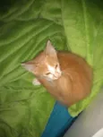 Apolo