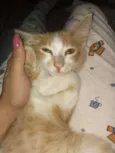 Apolo