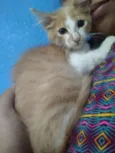 Apolo
