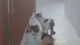 Bebezinhos