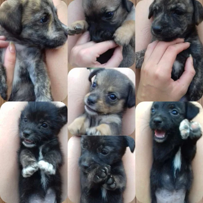 Cachorro raça  idade 2 a 6 meses nome ..