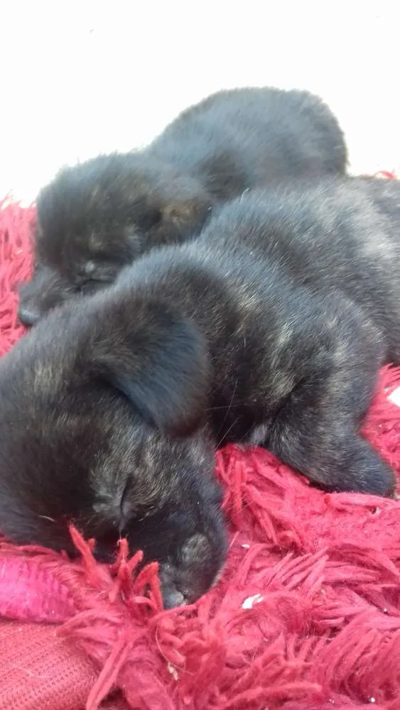 Cachorro raça  idade 2 a 6 meses nome ..