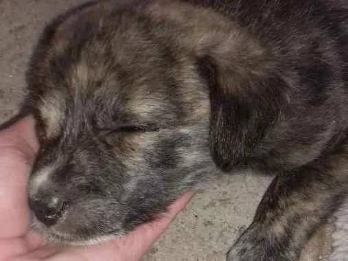 Cachorro raça  idade 2 a 6 meses nome ..