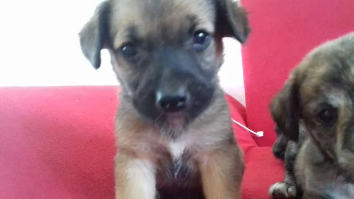 Cachorro raça  idade 2 a 6 meses nome ..
