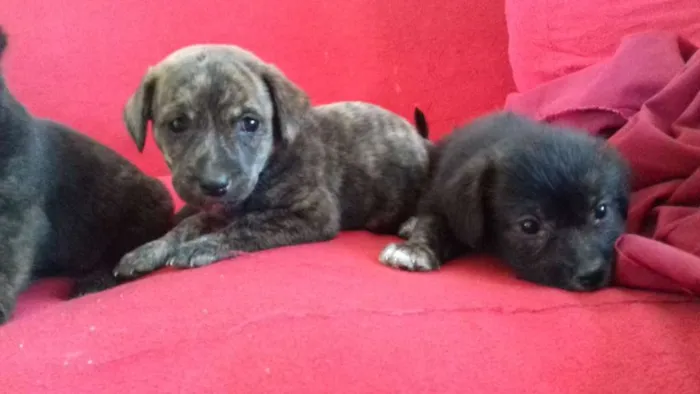 Cachorro raça  idade 2 a 6 meses nome ..