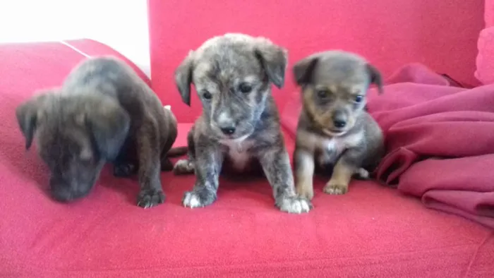 Cachorro raça  idade 2 a 6 meses nome ..