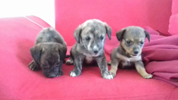 Cachorro raça  idade 2 a 6 meses nome ..