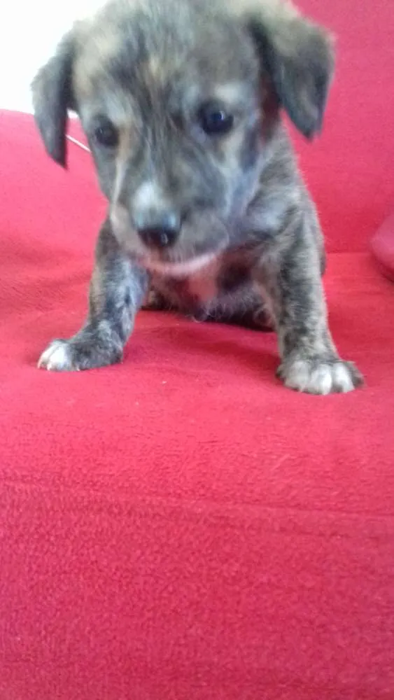 Cachorro raça  idade 2 a 6 meses nome ..