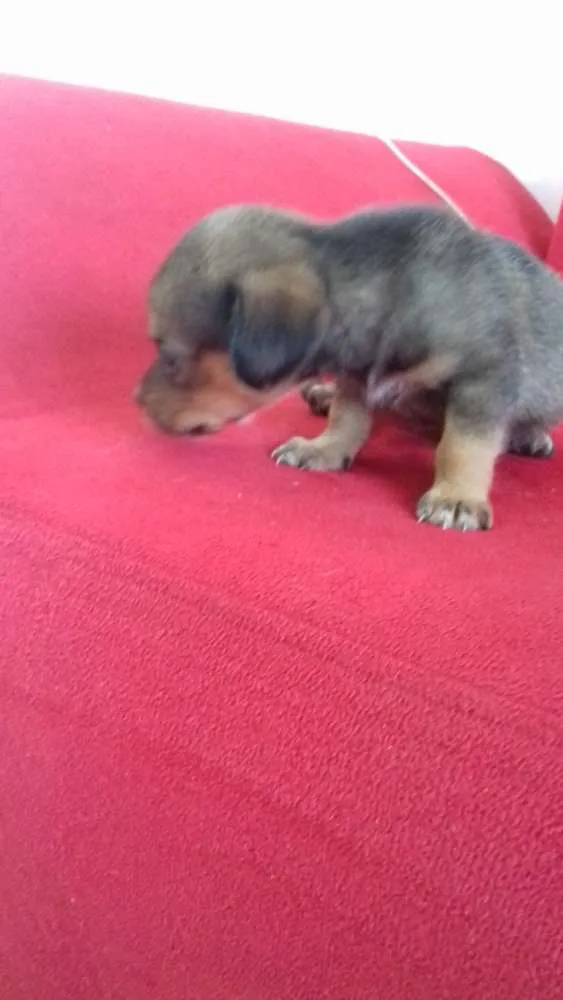 Cachorro raça  idade 2 a 6 meses nome ..
