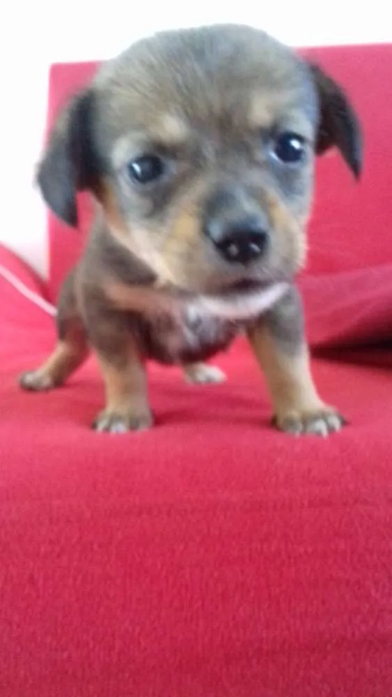 Cachorro raça  idade 2 a 6 meses nome ..