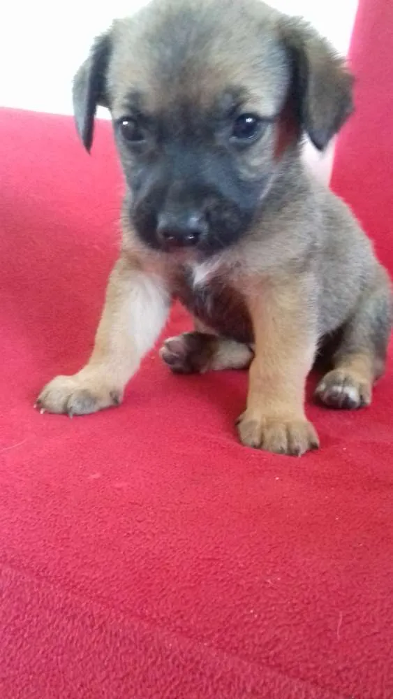 Cachorro raça  idade 2 a 6 meses nome ..