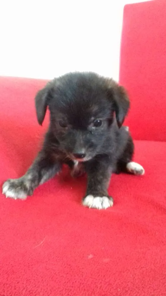 Cachorro raça  idade 2 a 6 meses nome ..