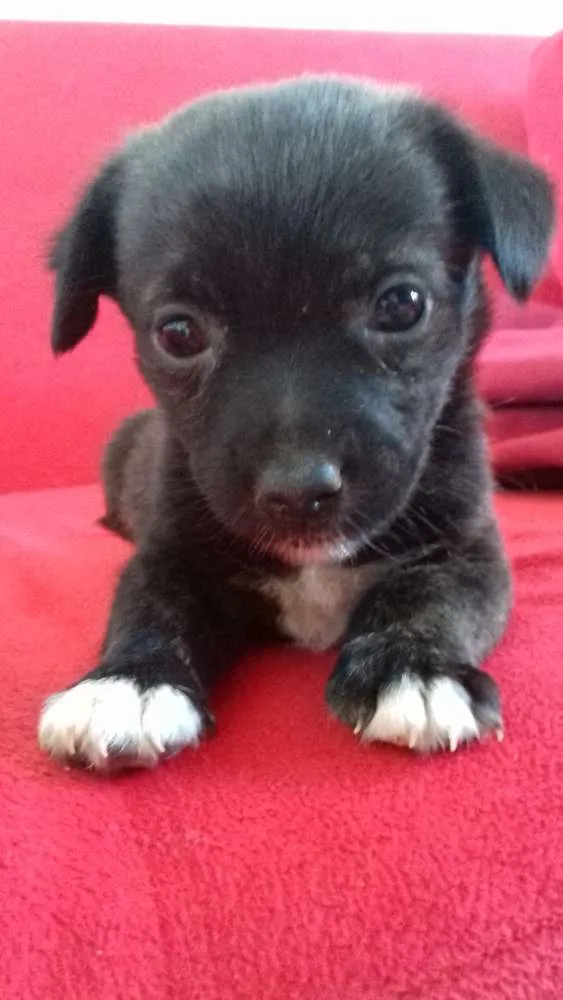 Cachorro raça  idade 2 a 6 meses nome ..