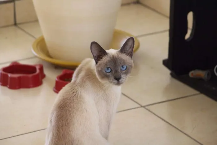 Gato ra a Siamês idade 7 a 11 meses nome Arya