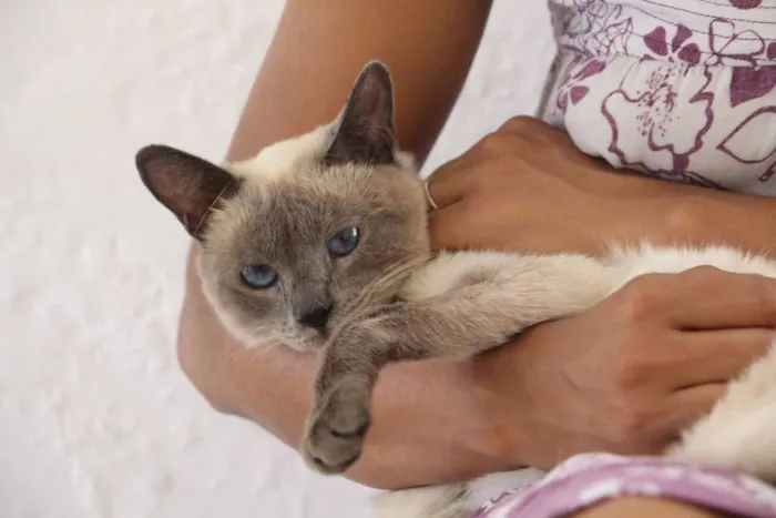 Gato ra a Siamês idade 7 a 11 meses nome Arya