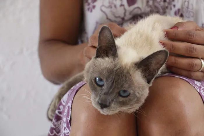 Gato ra a Siamês idade 7 a 11 meses nome Arya