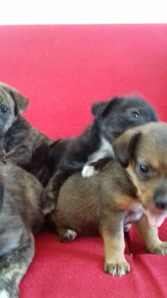 Cachorro raça  idade 2 a 6 meses nome ..