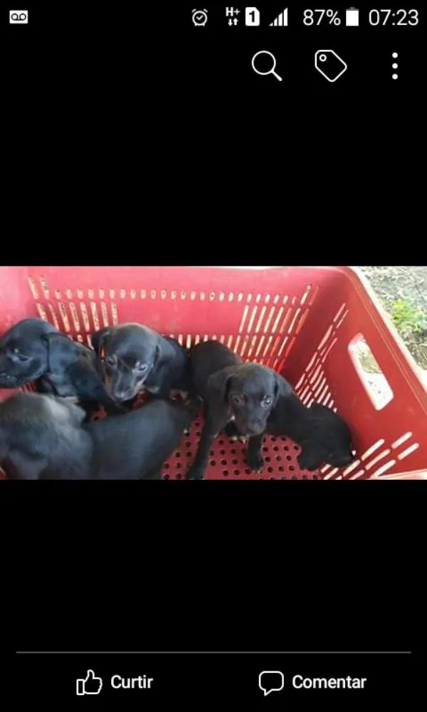 Cachorro ra a Não definida idade 2 a 6 meses nome Não tem 