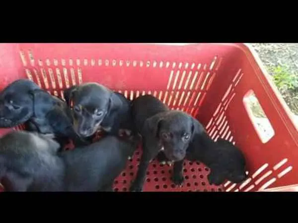 Cachorro ra a Não definida idade 2 a 6 meses nome Não tem 