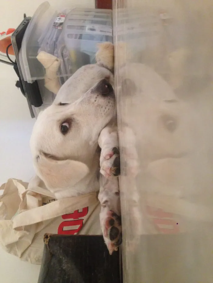 Cachorro raça SRD idade 1 ano nome Gamora 