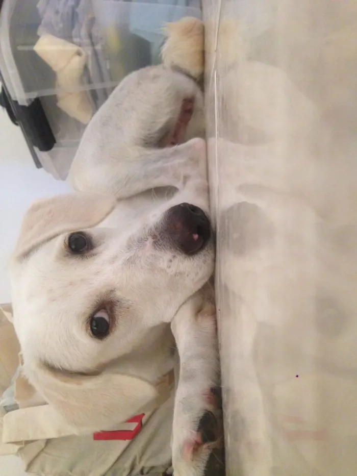 Cachorro raça SRD idade 1 ano nome Gamora 