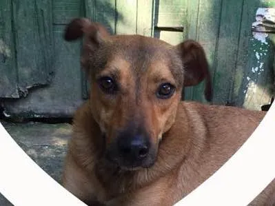 Cachorro ra a SRD idade 3 anos nome Patrick