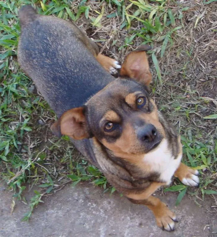 Cachorro ra a SRD idade 6 ou mais anos nome Paula