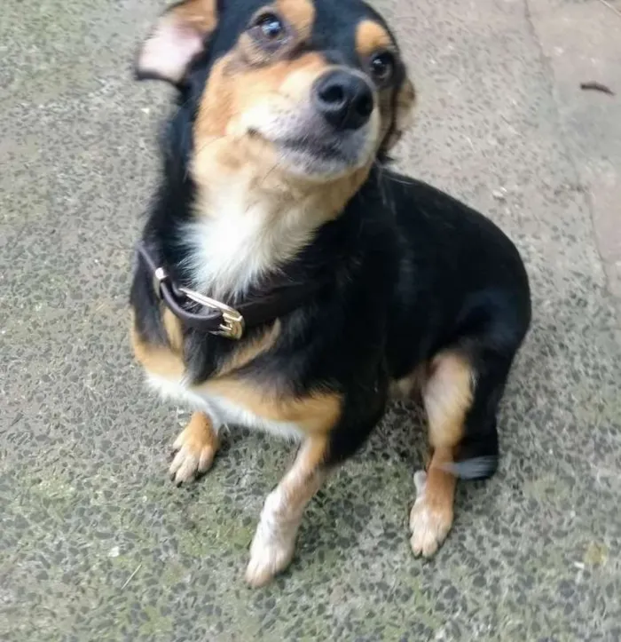 Cachorro ra a SRD idade 2 anos nome Manoel Elias