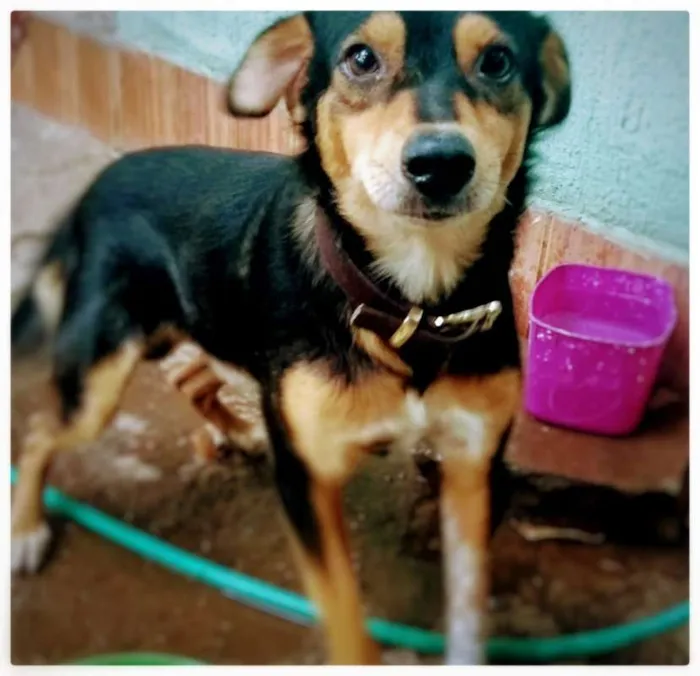 Cachorro ra a SRD idade 2 anos nome Manoel Elias