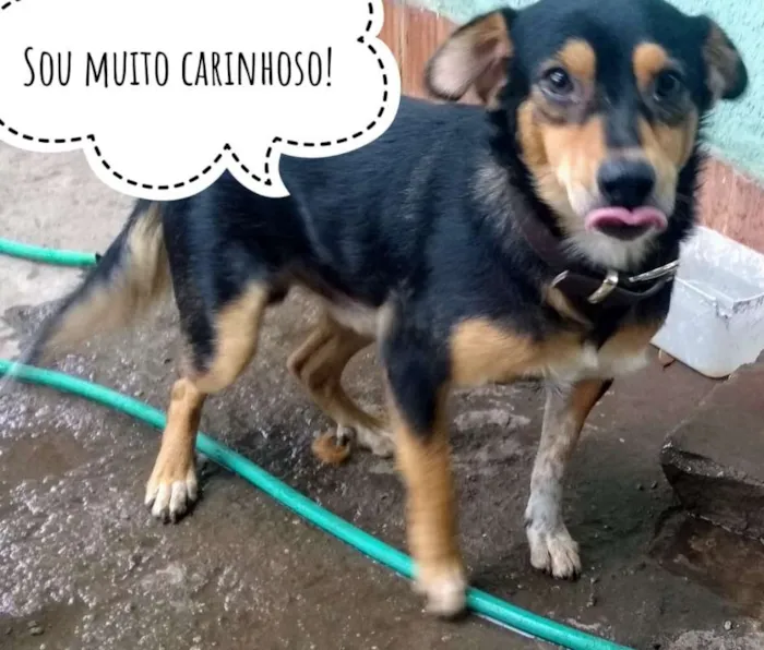 Cachorro ra a SRD idade 2 anos nome Manoel Elias