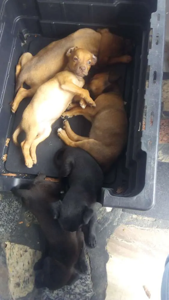 Cachorro ra a Viralata idade Abaixo de 2 meses nome Toni