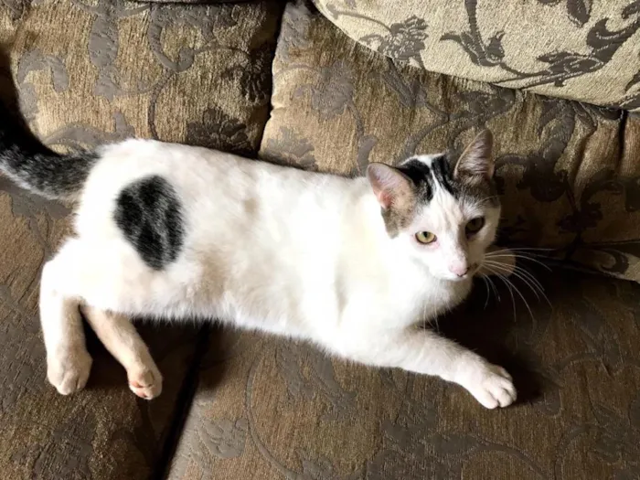 Gato ra a sem raça definida idade 1 ano nome Áries