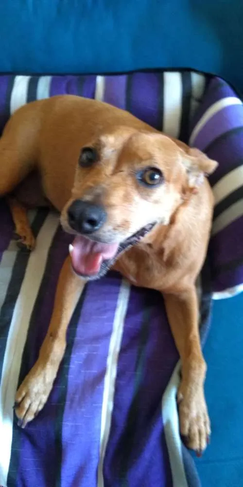 Cachorro ra a SRD idade 4 anos nome Mia