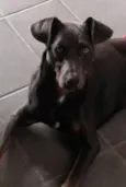 Simão