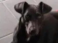 Simão