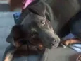 Simão